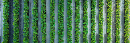 Vibrant green crop rows stretch harmoniously across the landscape, showing precision in farming technique and natural beauty under gentle lighting.の素材