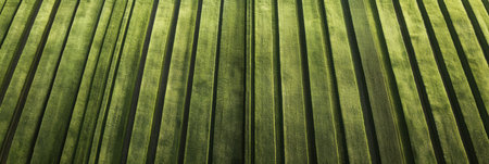 Green crop rows stretch endlessly in the distance, showcasing clean symmetry and a natural color palette under soft light during early morning hours.の素材