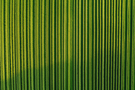 Perfectly aligned green crop rows stretch into the distance, decorated in soft lighting that highlights their clean symmetry and natural color variations.の素材