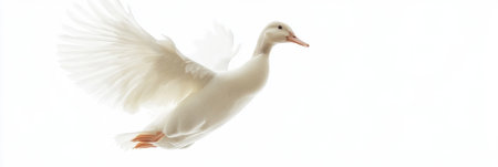 A duck leaps into the air with its wings partially extended, creating a lighthearted and humorous moment captured against a bright white background.の素材