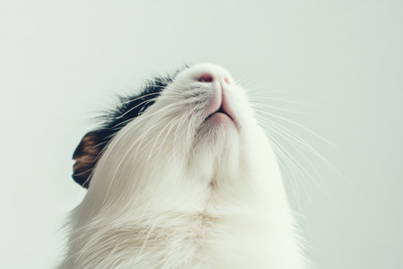 Fluffy guinea pig gazes upward with its adorable features highlighted against a simple white backdrop, showing its charming whiskers and fur.の素材