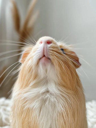 Fluffy guinea pig gazes upward, showing its soft fur and long whiskers. The simple white background enhances its adorable expression and charm.の素材