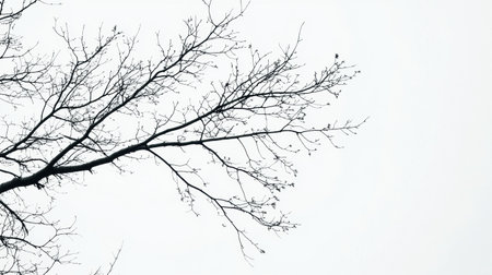 Tree branches create striking silhouettes against a bright white sky, highlighting the minimalist beauty of nature.の素材