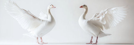 A white goose energetically flaps its wings while balancing on one foot in a clear studio setting, showingcasing its feathers and elegance.の素材
