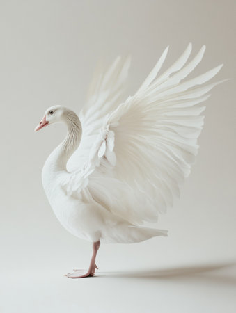 A white goose displays its wings in full flap, balanced on one foot, in a bright studio environment featuring a plain white backdrop.の素材