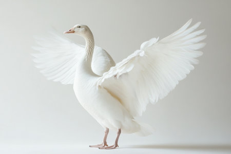 A stunning white goose proudly flaps its wings while standing on one foot in a clean studio environment, highlighting its grace and beauty.の素材