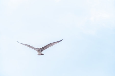 A seagull glides gracefully through the clear blue sky over Prince Islands, capturing the essence of...
