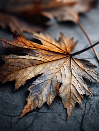 Close-up view of a dry autumn leaf highlights its detailed edges and cracks, resting on a contrasting textured background, capturing seasonal beauty.の素材