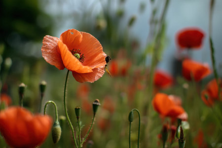 Poppies of bright orange sway gently in a field, with an insect perched on one bloom, capturing the beauty of nature on a warm afternoon.の素材