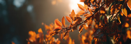 Golden sunrays illuminate vibrant orange leaves, creating a tranquil atmosphere in a serene outdoor setting during the autumn season.の素材