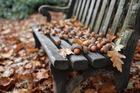 A rustic bench sits amidst a carpet of colorful leaves and a collection of acorns, showing the beauty of an autumn afternoon in the park.の素材