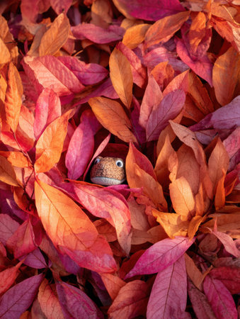 A vibrant pile of orange and red leaves covers the ground, with a childs toy peeking out, creating a playful autumn atmosphere on a sunny day.の素材