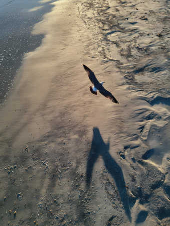 A solitary seagull casts a long shadow as it soars over the soft, golden sand of a peaceful beach at sunset, capturing a serene moment in nature.の素材