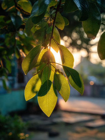 Bodhi tree leaves glow in the early morning sunlight, highlighting their green hues and intricate shapes against a softly blurred background.の素材