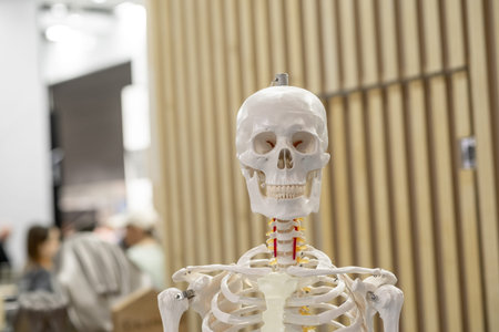 Human Skeleton Model Displayed in Educational Setting
