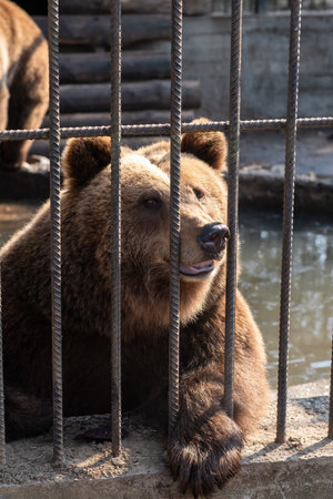 A brown bear can be seen moving around its enclosure, interacting with the environment amid the sunlight and visitors watching closely.の写真素材