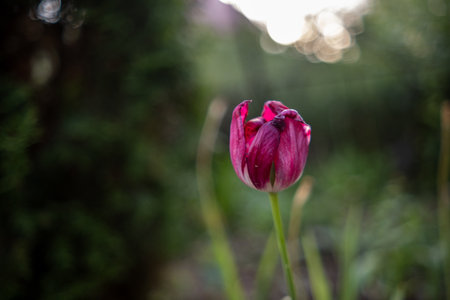 A striking tulip with vibrant purple and white petals stands tall in a serene garden setting during the tranquil moments of sunset in springtime.の写真素材