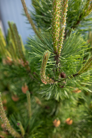 Focus on the intricate details of pine needles and branches illuminated by soft sunlight in a...