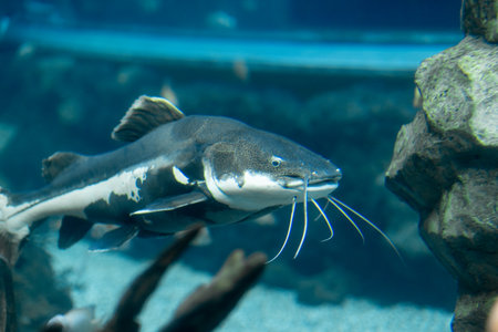 A large catfish gracefully swims through a freshwater aquarium filled with rocks and aquatic plants, showing its long whiskers.の写真素材