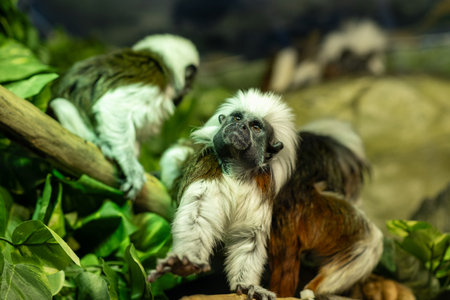 Three white-headed capuchin monkeys are engaged in playful activity among green foliage in their naturalistic exhibit at the zoo during a sunny afternoon.の写真素材