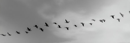 Lines of poetry morph into birds flying freely across a soft sky, creating a serene atmosphere filled with inspiration and imaginationの素材