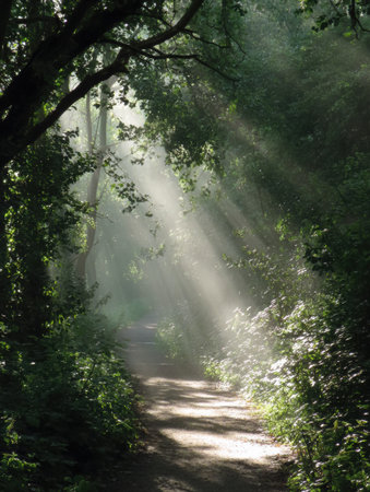 A serene pathway in the forest reveals sunlight breaking through mist, illuminating the ground and surrounding foliage, creating a peaceful atmosphere.の素材