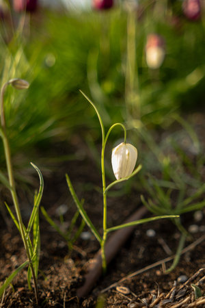 A single delicate white flower hangs from a slender green stem in a lush garden, surrounded by fresh...