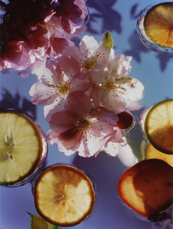 Cherry blossoms drift peacefully above colorful fruit slices, creating a harmonious composition of nature and freshness in clear water.の素材