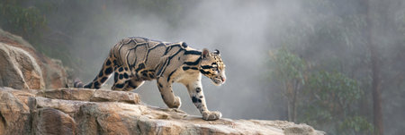 A clouded leopard is seen mid-step on a rock, amidst swirling mist. The background showcases lush greenery, adding to the serene atmosphere of this moment.の素材