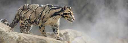Clouded leopard gracefully steps across a rocky surface, blending into a misty background that enhances its natural beauty and elegance in the wildの素材