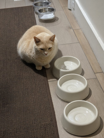 A light-colored cat observes empty food bowls labeled morning and evening in a sleek, minimalist kitchen during the day.の素材