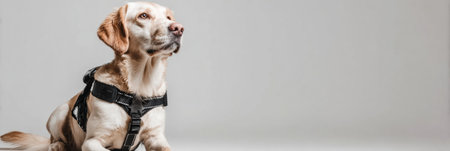 Dog is in a harness designed for post-surgery mobility training, sitting calmly in a minimalistic setting, focusing on its recovery process and support.の素材