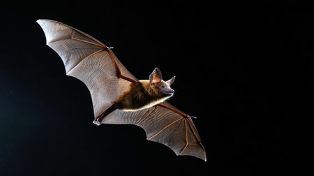 A fruit bat glides gracefully against a backdrop of moonlit sky, showcasing its expansive wings. The scene captures the essence of night and nature.の素材