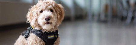Small dog in a harness receives mobility training after surgery in a simple, indoor setting, focusing on rehabilitation and recovery efforts.の素材
