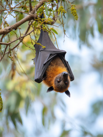 A flying fox curls its wings around itself, sleeping upside down amidst the leaves of a tree on a hazy daylight setting.の素材