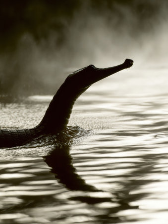 Gharial rises from the serene river, showcasing its unique silhouette with a sharp snout amidst a misty atmosphere during early morning light.の素材