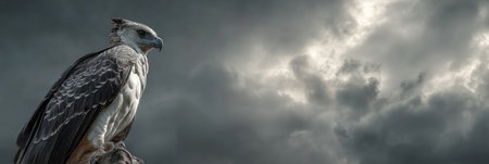 Harpy eagle stands proud on a high perch, showing its impressive stature with a moody sky filled with swirling clouds in the background.の素材