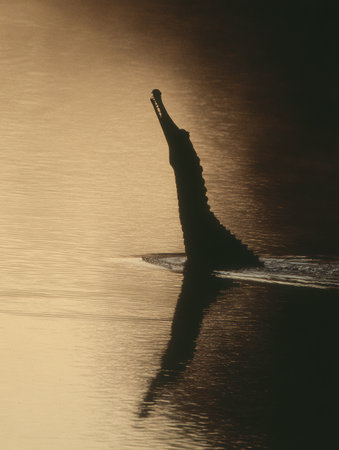 A gharial breaks the surface of the river, showing its distinctive sharp snout while the sun sets, casting a golden glow across the water.の素材
