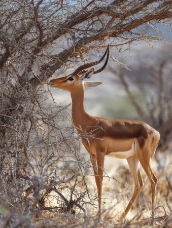 A gerenuk reaches up to nibble leaves from high branches in a dry acacia setting, showing its unique feeding behavior in a natural landscape.の素材