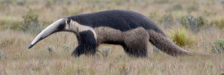 Giant anteater explores a grassy terrain, showing its distinctive long snout while looking for food in a serene environment.の素材