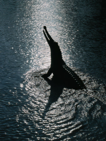 Gharial rises from the water in a river, its sharp snout visible against the shimmering surface under fading light, highlighting its unique form and habitat.の素材
