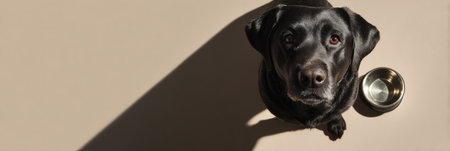 A black Labrador stands next to an empty bowl, casting a shadow in a simple setting, indicating a moment of anticipation for food.の素材