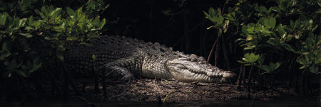 A salty crocodile lies peacefully in the dark shadows of mangrove trees, blending into the environment as ambient light filters through the leaves.の素材