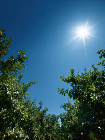 Sunlight bathes a thriving apple orchard, highlighting the rich green foliage under a clear blue sky, depicting a perfect day for growth and harvest.の素材