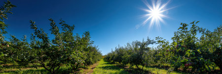 Golden sunlight pours over vibrant apple trees, highlighting fresh fruit amidst lush green grass in a thriving orchard on a clear day.の素材