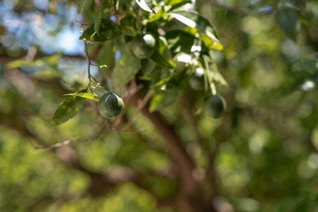 Young avocados grow on a tree branch, surrounded by vibrant green leaves in a bright California...