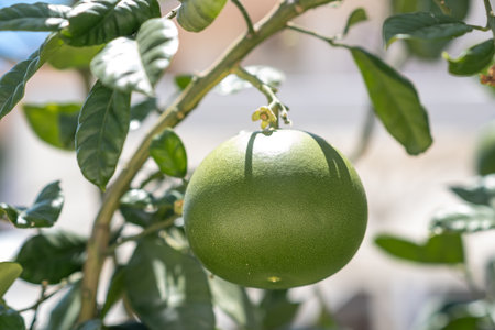 A round, green fruit grows on a tree branch under bright sunlight, surrounded by lush green leaves in a vibrant garden setting.の写真素材