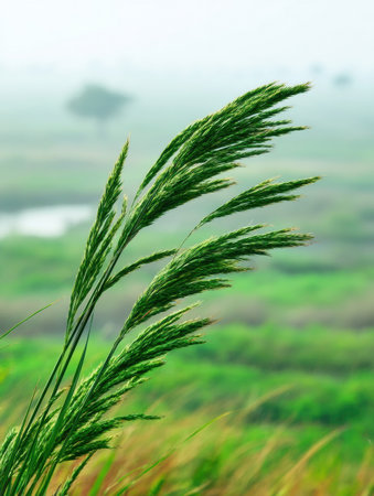 Tall blades of grass sway softly in the wind, creating a serene atmosphere amidst the misty fields at dawn, highlighting the tranquility of nature.の素材