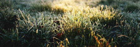 Sunlight breaks through trees, casting a warm glow on freshly frosted grass, creating a serene atmosphere in a tranquil outdoor area.の素材