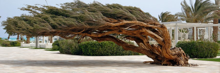 A gnarled tree leans dramatically against the wind in a coastal park, surrounded by manicured greenery and palm trees on a sunny afternoon.の素材